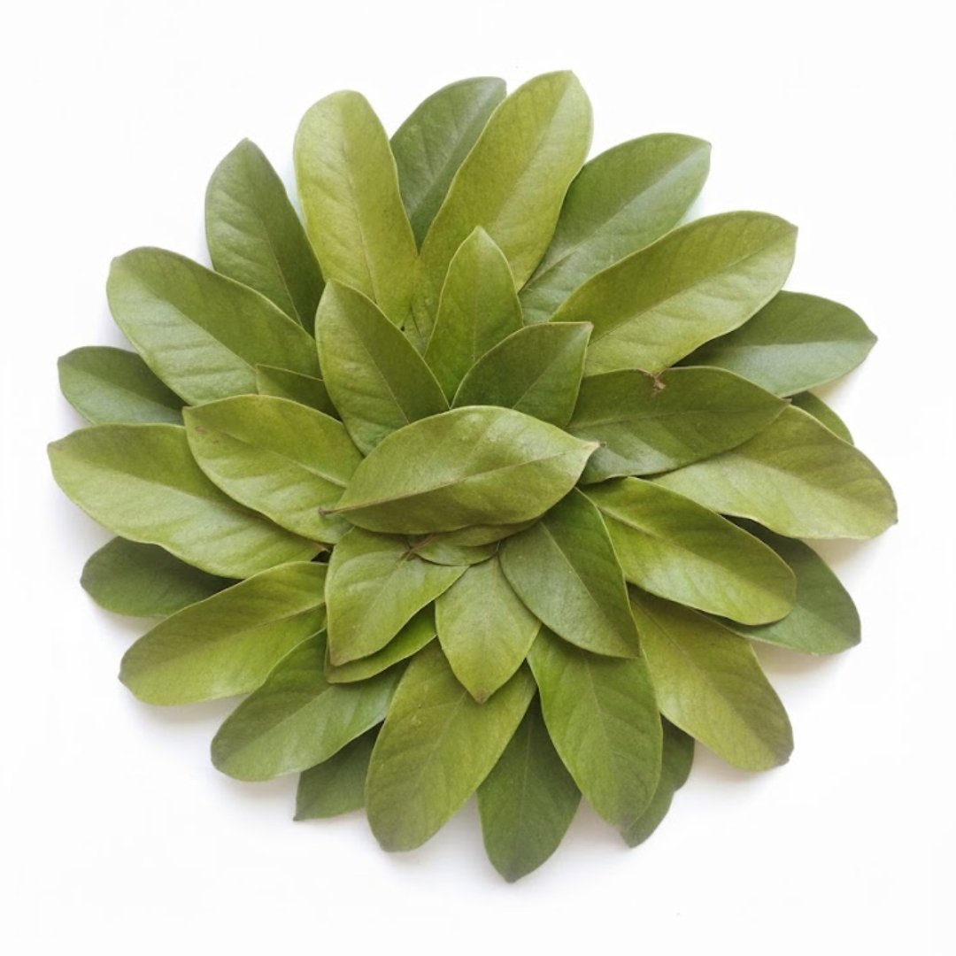 Dry Soursop Leaves - Image 2