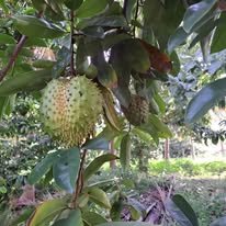 Soursop Fruits (Coimbatore only) - Image 3