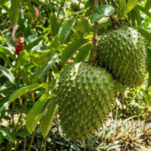 Soursop; Organic Fruits (Direct Pickup)